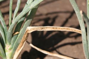 uploads/images/disease/leaf blight of onion_result.jpg